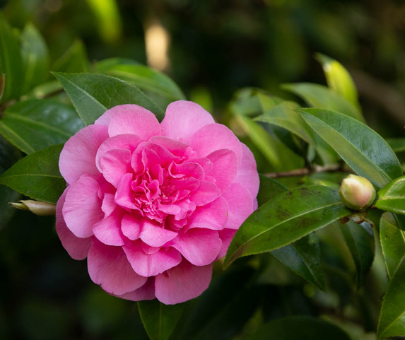 Lord-Lt Bedfordshire tweet media