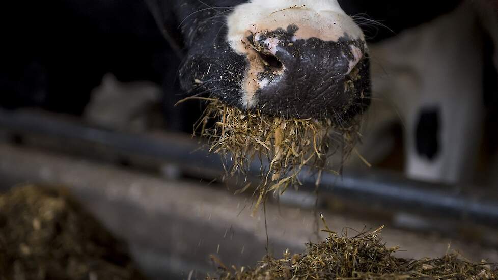 Hogeschool_VHL's tweet photo. 'Praktijkonderzoek van student HVHL laat zien dat het droogstand rantsoen voor melkvee sub-optimaal is.' Lees meer over het effect van extra mineralen en vitamines in de droogstandsperiode dmv de Topro Dry bolus: https://t.co/UsFHzzrbPh
#Melkvee #onderzoek #buildingyourworld https://t.co/o6lwDbMbvz