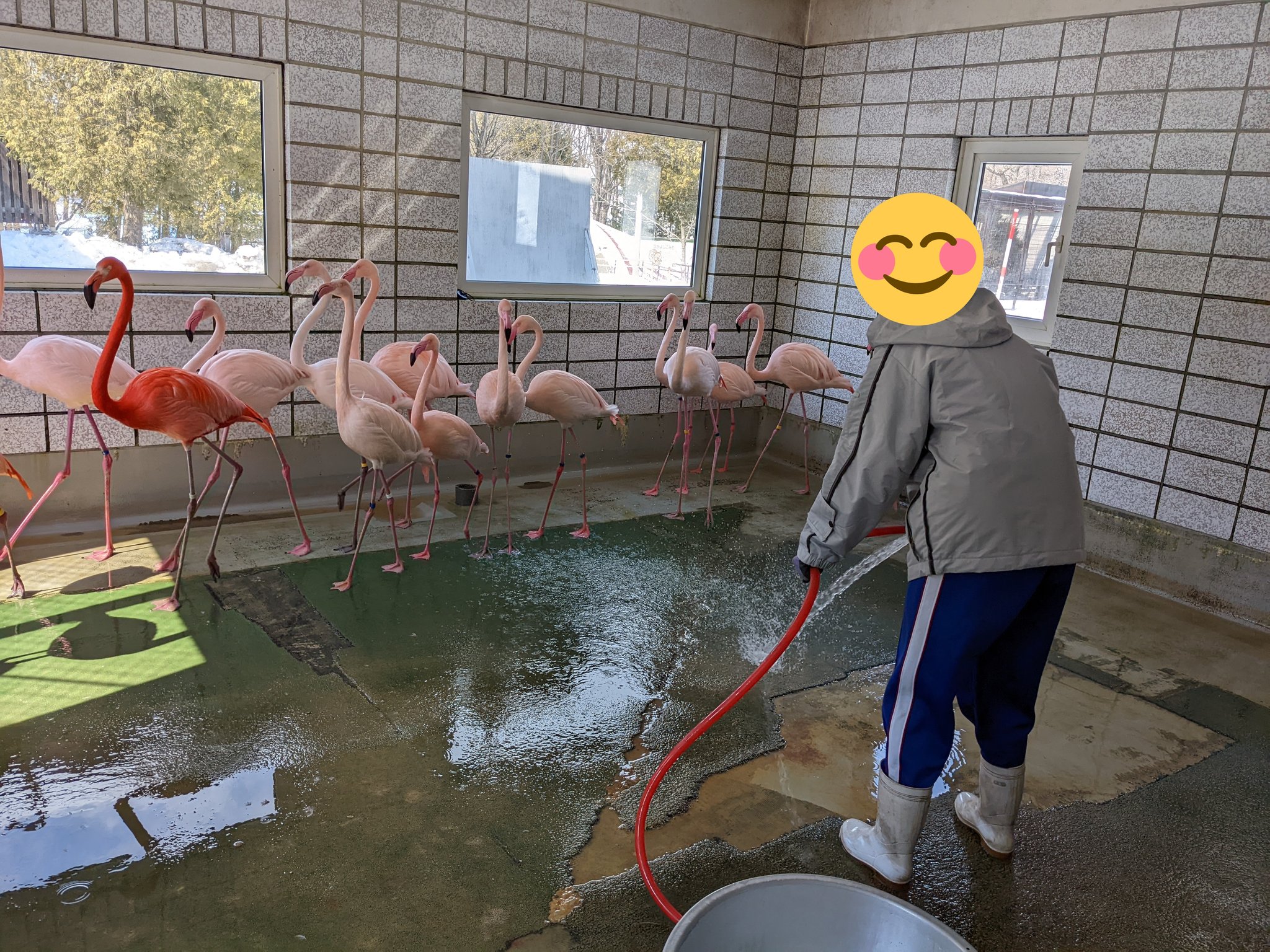 Zooful 写真コンテスト開催中 こんにちは Zoofulです 今日は一日飼育員体験に行ってきました 普段入ることのできないバックヤードや飼育スペースに入って掃除をしたり餌の準備と餌やり体験をしたりなど貴重な経験をさせていただきました 動物園の
