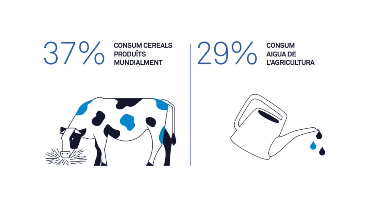 irtacat's tweet photo. L'#aigua és un recurs bàsic amb una disponibilitat irregular. 

Per això, des de la #ramaderia s'ha de gestionar de forma eficient, des d'un context de sequera i #CanviGlobal, i en el marc del #DiaMundialdelAigua.

El ramat #boví està especialment en el punt de mira. 🐄💧

[1/4] https://t.co/8qJlaWMhnU