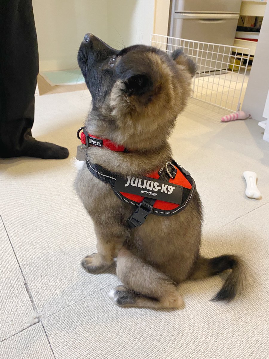 なんだこの可愛い生き物は 初ハーネスを着用した子犬の破壊力がすごい わんちゃんホンポ