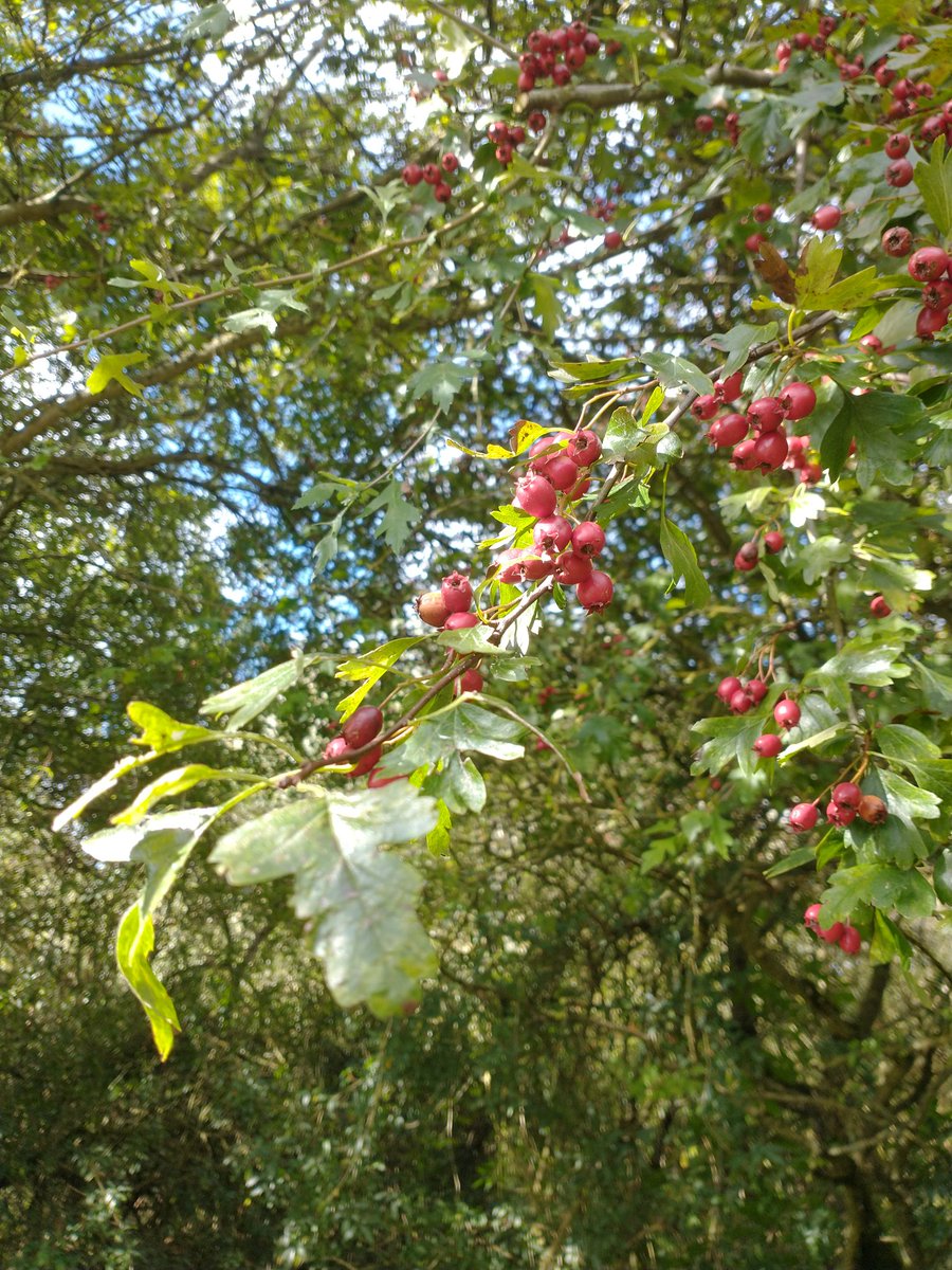 A #hawthorn from #BradwellAbbey, a most wondrous tree. Gateway to the Otherworld and home to faeries, beware cutting down their bows, for ye may face the wrath of the Fae folk ✨ #FairyTaleTuesday @FairyTale_Tues