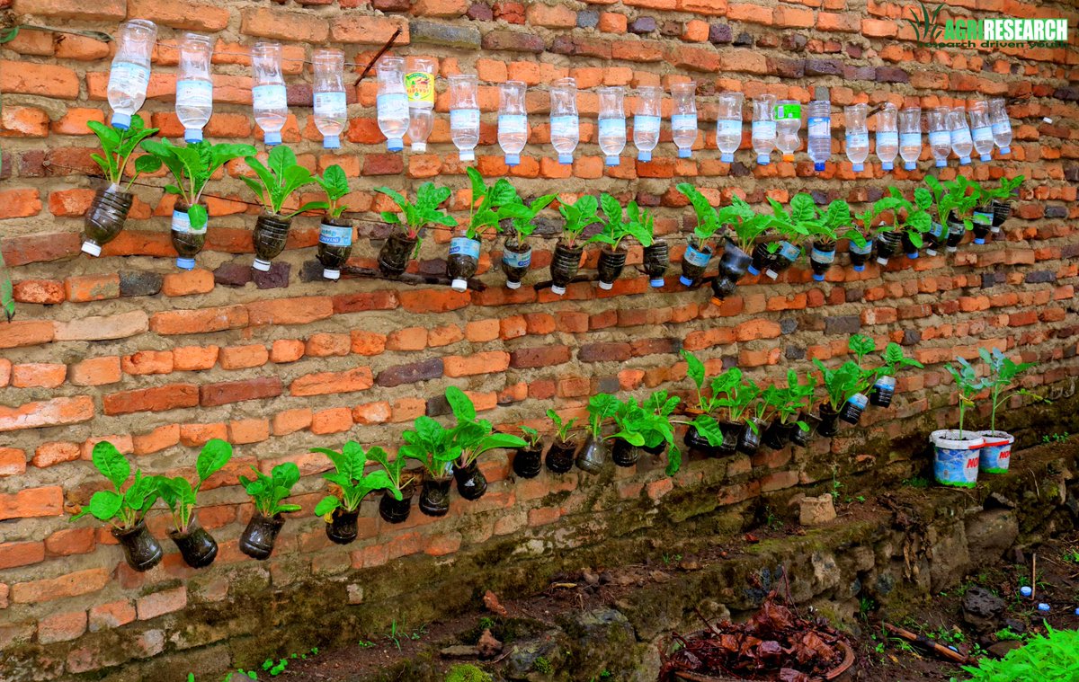 For #Ecosystem entanglement and #pollution from plastic bottles to be reduced, @AGR_RESEARCH recycled used plastic bottles to establish #Vegetable garden in air.This vertical plasticulture maximize farming space and ensure optimum #nutrition while protecting #environment. https://t.co/tkMfSMn15t