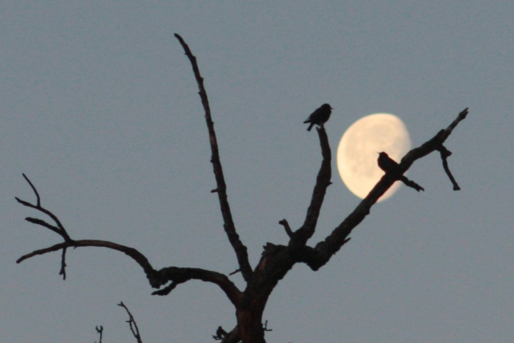 IkaKarl's tweet photo. waning moon -
two crows discuss the fate
of humanity
(Japanese style)
#haiku #haiga #photohaiku #springhaiku #micropoetry #writelikeissa https://t.co/PGTkrHiCjo
