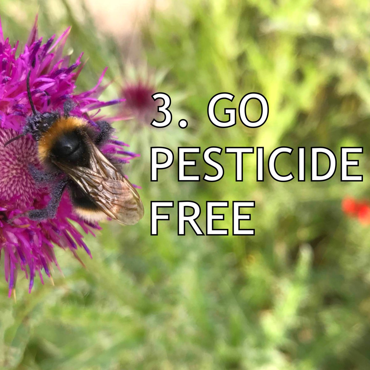 3. Go Pesticide Free
Some pesticides can be harmful to bees, so help our buzzy friends out this spring by avoiding the use of these products on your garden. 
🐝 Interested in volunteering to help maintain the gardens at our two Hitchin sites? Get in touch: linktr.ee/buzzwork_ah