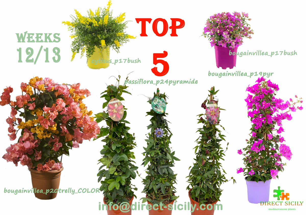 DIRECTSICILY's tweet photo. WELCOME SPRING
--> weeks-offers-->W12/13
--> weeks-top_plants
--> write an email to the address below for more informations !
#bougainvillea #bougainvilleasanderiana #bougainvilleacaliforniana #passiflora #cytisus #springplants #sicilyplants https://t.co/jLrSJt2NyS
