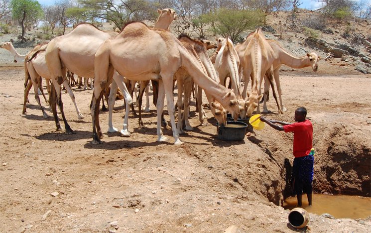 A Kenyan man holds a bucket of water out to camels, surrounded by scorched and parched mud banks.