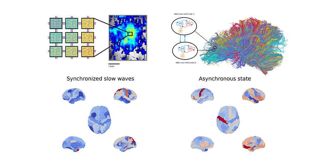 EBRAINS_eu's tweet photo. On #WorldComaDay, we're highlighting a mutliscale model on EBRAINS that will be expanded to reflect brain dynamics in abnormal states of consciousness, such as #coma. 

Learn more about this EBRAINS-powered research here: https://t.co/vlRFpt03wn 

#AwakeningHope https://t.co/akDhFVgUdz