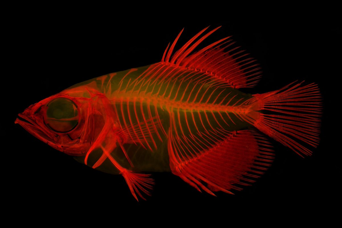 Marineiac_Matt's tweet photo. Very excited that our work on archerfishes is out as an accepted article. Thanks to @Bathypterois @PREAUX_FISH @fishphylogeny @Fishguy_FHL Tan Heok Hui, Dion Wedd, and Bill Ludt for working with me on this paper
@kunhm @KU_EEB @ResearchAtKU @NMNH @iobopen

https://t.co/NAhMvJgCCw https://t.co/2W2rHf2ZfE