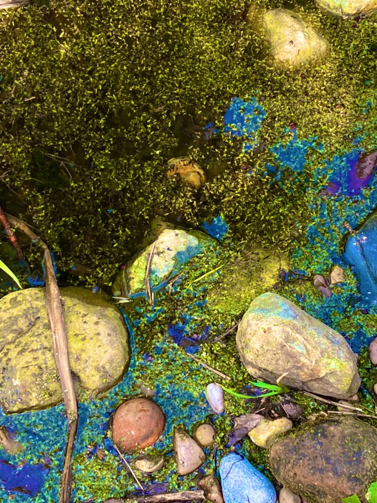 mrsrachelreay's tweet photo. We are so excited to see the tadpoles this morning! 🐸 @ReayPrimary @shirleymouellef @MsEdwardsReay @rachhedges https://t.co/322GGiJtjo