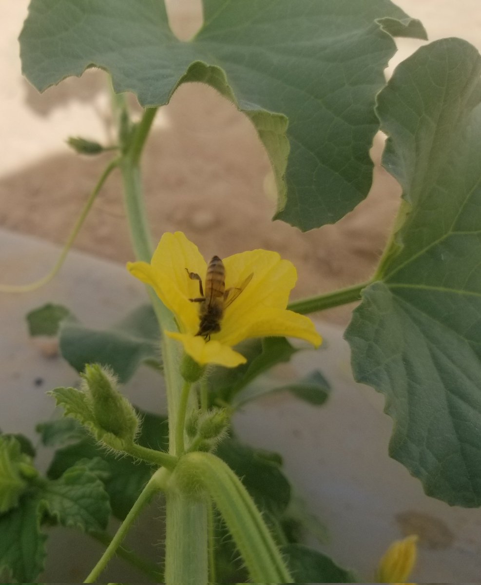 إزهار بعدها إنتاج 
#صاحب_الأثر
<a href="/SMEPSYEMEN/">SMEPS</a>
#KSR_Agri
#Hadramout
#Shibam