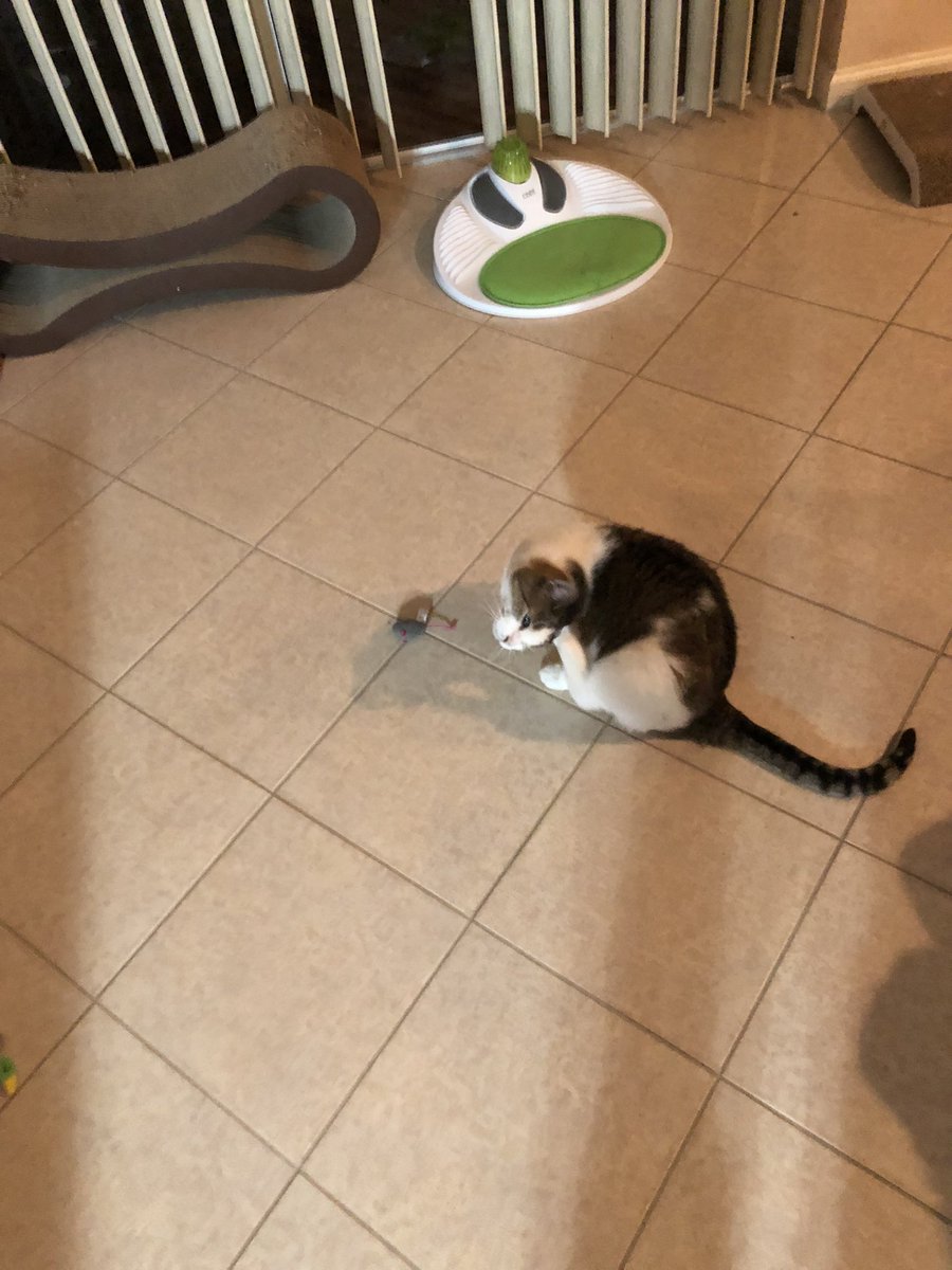 HelenDomestic's tweet photo. Feline dexterity:  I’m scratching my ear with a back paw. It’s true I could use a front paw but that would be boring. https://t.co/WorA5AY7MY