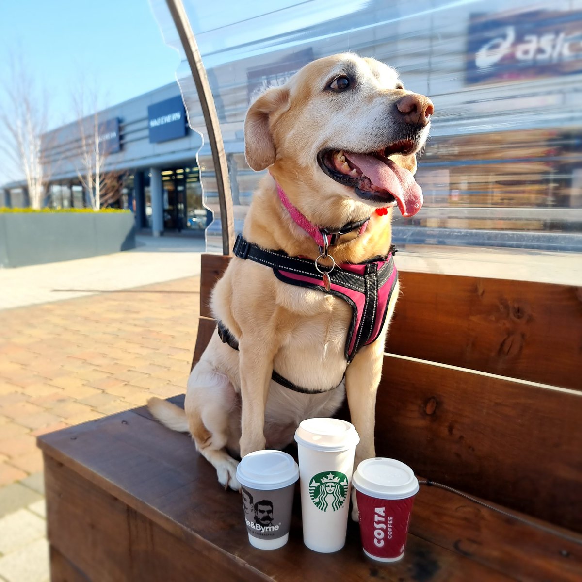☕𝗣𝗮𝘄𝘀 𝗳𝗼𝗿 𝗰𝗼𝗳𝗳𝗲𝗲☕
The sun is shining and it's the perfect day to paws for a coffee at one of cafés or grab some new doggy clothing &amp; accessories.

Don't Fur-get to check out the paws-itively amazing Electric Pup range in store at the Visitor Information Centre.