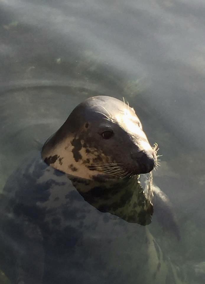 GoBeConsultants's tweet photo. Today gets the official ‘Seal’ of approval! Did you know, in the wild grey seals can live for up to 35 years? This grey seal was spotted by one of our GoBe team members last summer in Torbay and was pestering fishers for their caught mackerel🎣! Happy #internationalsealday 🦭☀️ https://t.co/Pi2oojBN5g