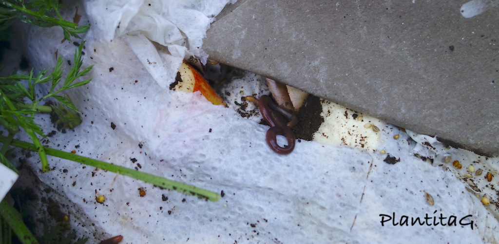 Cada día más obsesionada con los devenires del compost y nuestras granjas de gusanos.
Foto: Nido de gusanos dentro de la compostera en pleno invierno.