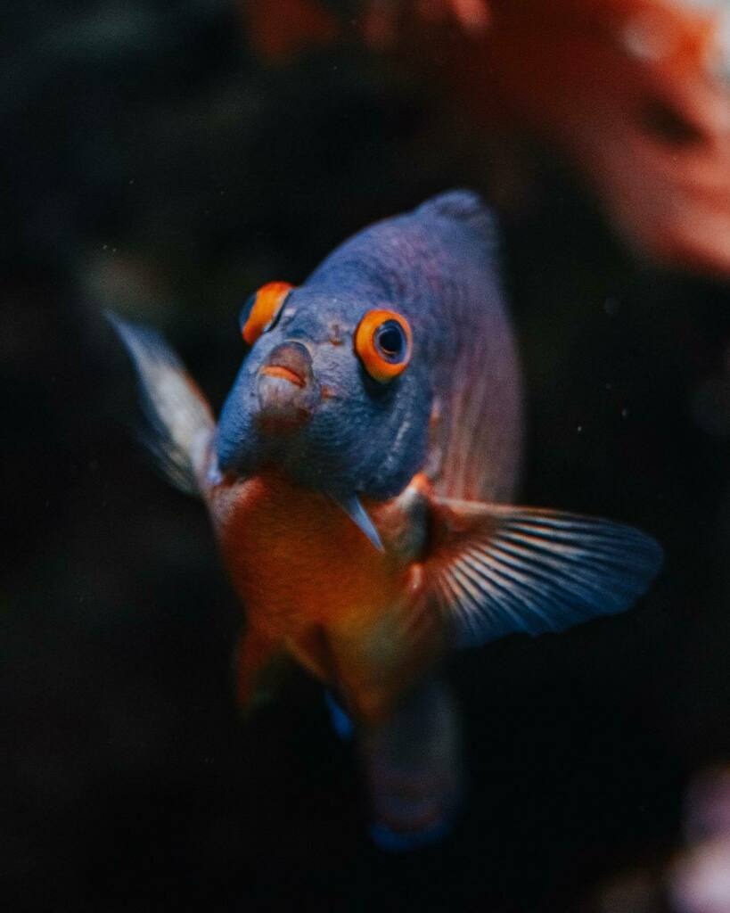 He's waving HIIIII 👋 wave back so you can have a great day. 
.
.
.
 #earthfever #earthpics #earthcapture #earthshotz #depthsofearth #natureaddicts #naturelife #moodygram #moodyphotography #moodytoning #moodyedits #photographyy #aquarium  #fishphotogr… instagr.am/p/CbZuDJjs8QF/