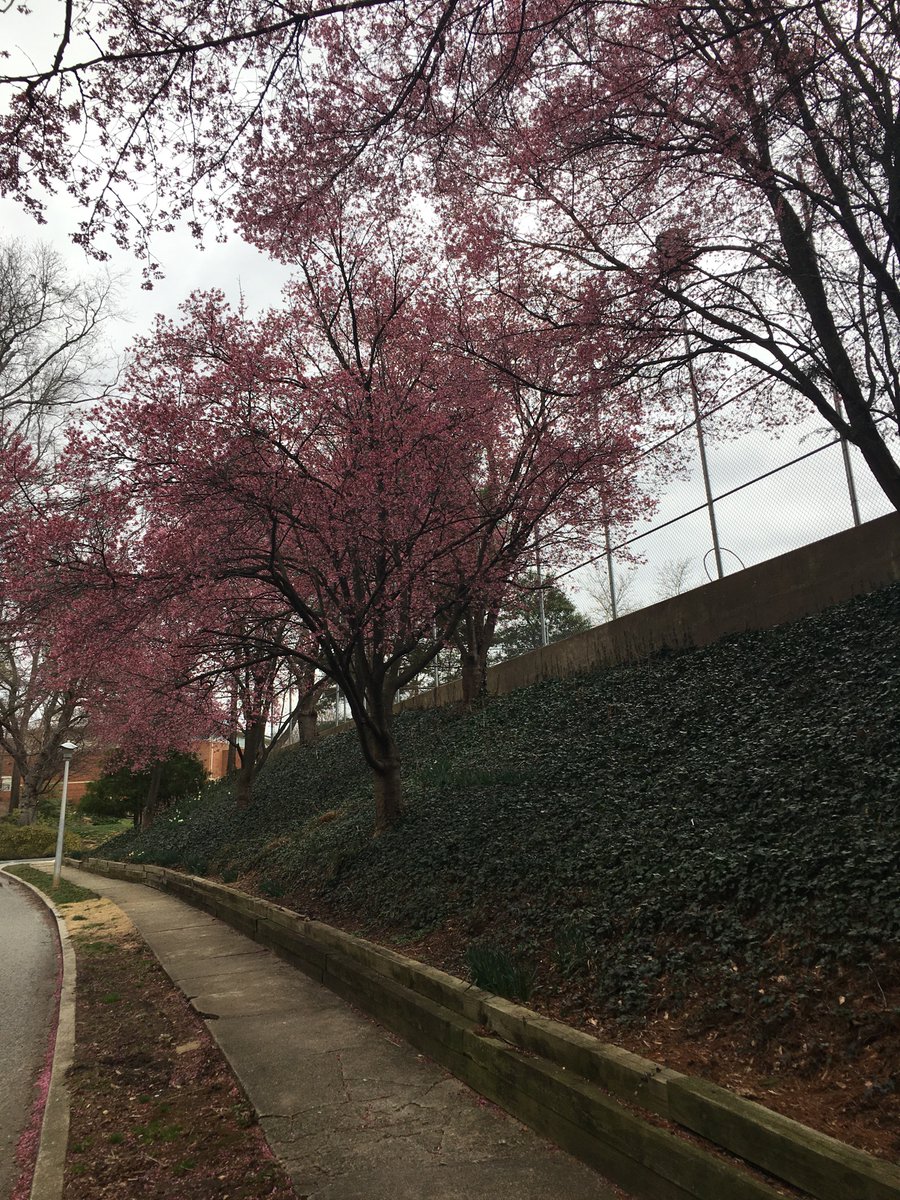 ETTheKidneyguy's tweet photo. Spring is finally here and Mother Nature is raising from her slumber 🥳 https://t.co/XlJAO5CQrR