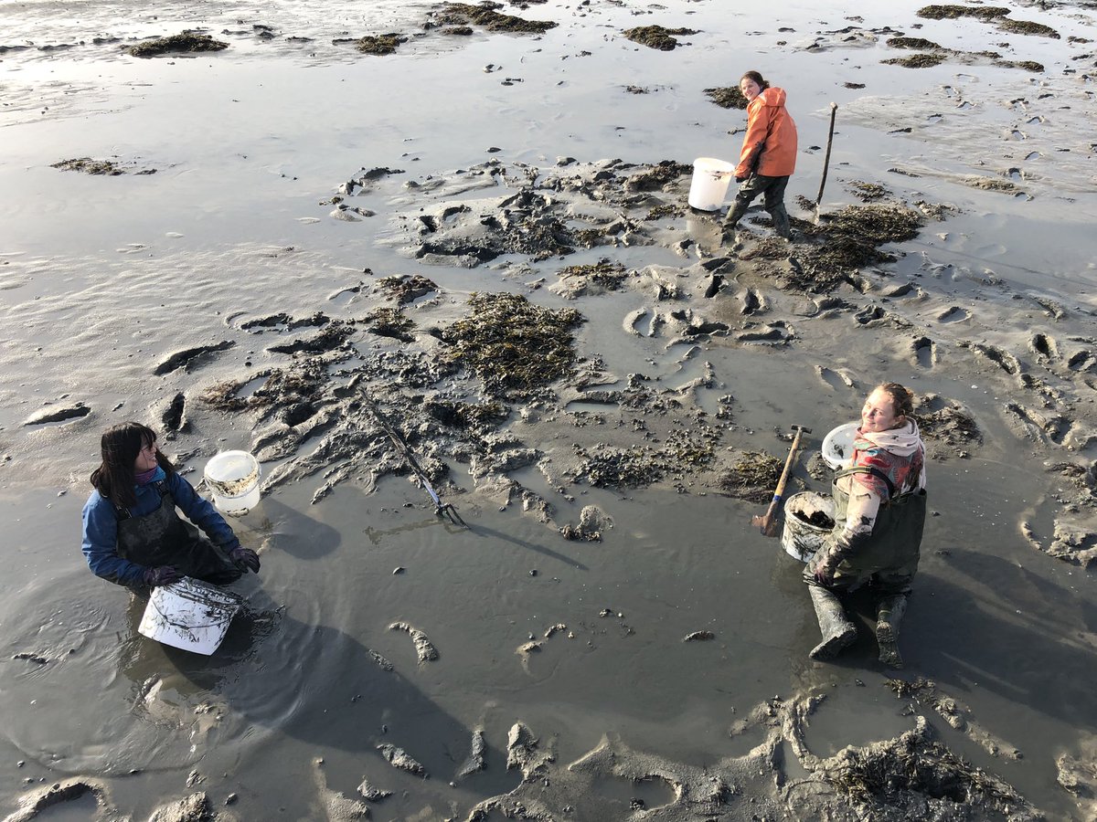 marcoscotti78's tweet image. What a beautiful day for our fieldwork in the Wadden Sea! Looking forward to start our mesocosms experiment to model carbon flows in a mussel bed ecosystem under the impact of #OceanWarming. #iSeal project of #EcosystemModelling @GEOMAR_en
