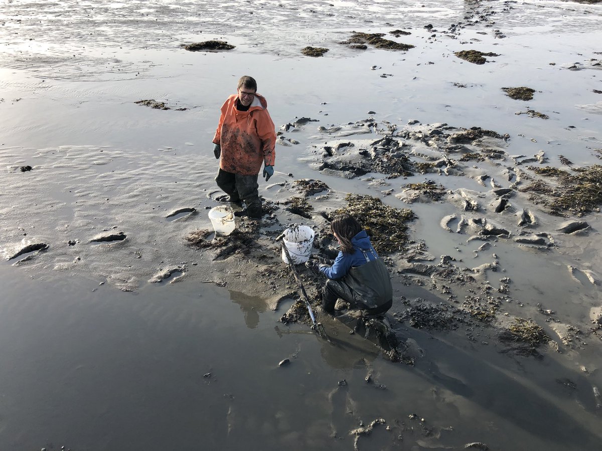 marcoscotti78's tweet image. What a beautiful day for our fieldwork in the Wadden Sea! Looking forward to start our mesocosms experiment to model carbon flows in a mussel bed ecosystem under the impact of #OceanWarming. #iSeal project of #EcosystemModelling @GEOMAR_en