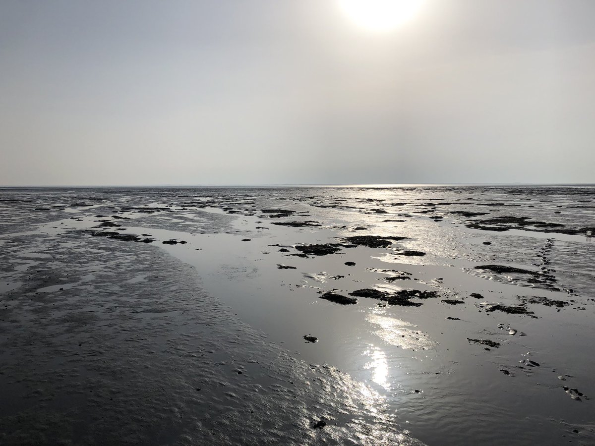 marcoscotti78's tweet image. What a beautiful day for our fieldwork in the Wadden Sea! Looking forward to start our mesocosms experiment to model carbon flows in a mussel bed ecosystem under the impact of #OceanWarming. #iSeal project of #EcosystemModelling @GEOMAR_en