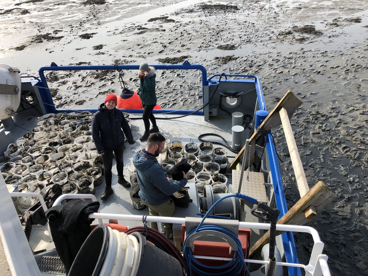 marcoscotti78's tweet image. What a beautiful day for our fieldwork in the Wadden Sea! Looking forward to start our mesocosms experiment to model carbon flows in a mussel bed ecosystem under the impact of #OceanWarming. #iSeal project of #EcosystemModelling @GEOMAR_en