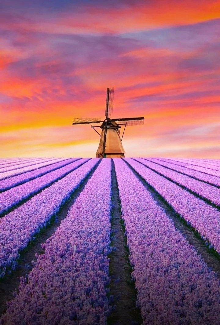 ANGELESBERMEJO1's tweet photo. Feliz martes amigos
Happy Tuesday friends
🧡💜 https://t.co/Vs5HKp90rz