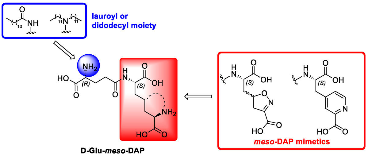 Molecules_MDPI's tweet photo. #RecommendedPaper #InterestingPaper
Synthesis of Conformationally Constrained d-Glu-meso-DAP Analogs as Innate Immune Agonists
By Žiga Jakopin, et al.
👉https://t.co/msiwuZjtGc
#agonist
#mimetics
#bioisosteric
#rigidization https://t.co/kBkM97nYbw