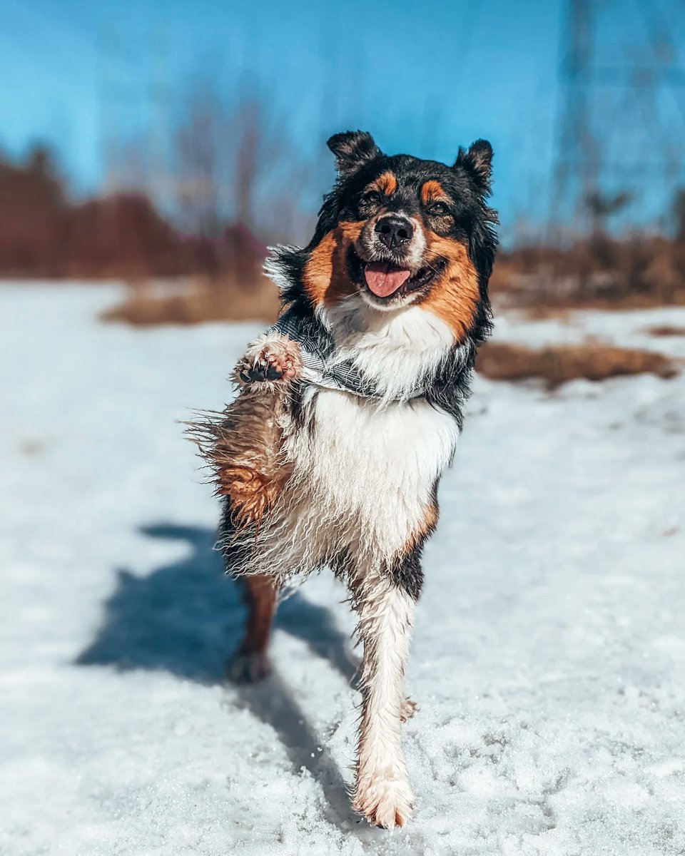 Fox + Maggie tweet media