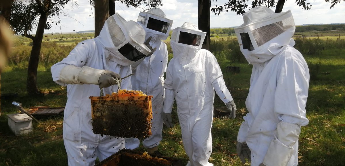 Es hermoso el trabajo realizado en la Unidad 18 de Durazno. Un grupo de Privados de Libertad, sostienen desde hace un año, un proyecto apícola que creció en colmenas y produjo miel. Ya estamos con nuevos desafíos. "Aprenden ahora pensando en el día después".