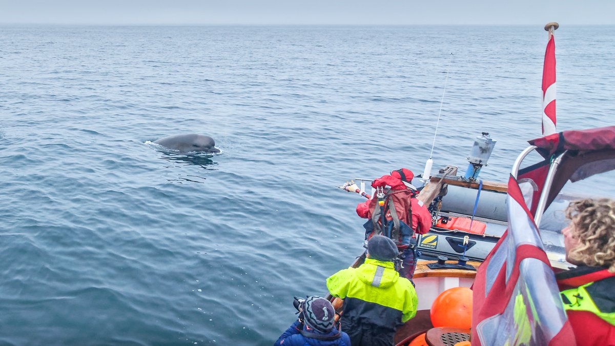 univofstandrews's tweet photo. Breakthrough study by researchers @_SMRU_ reveals whales react to man-made underwater noise in a similar way they sense predators, resulting in some being too terrified to eat - published in @PNASNews 

https://t.co/x7fzKFLnwl

#EverToExcel https://t.co/ZLuno5NhRT