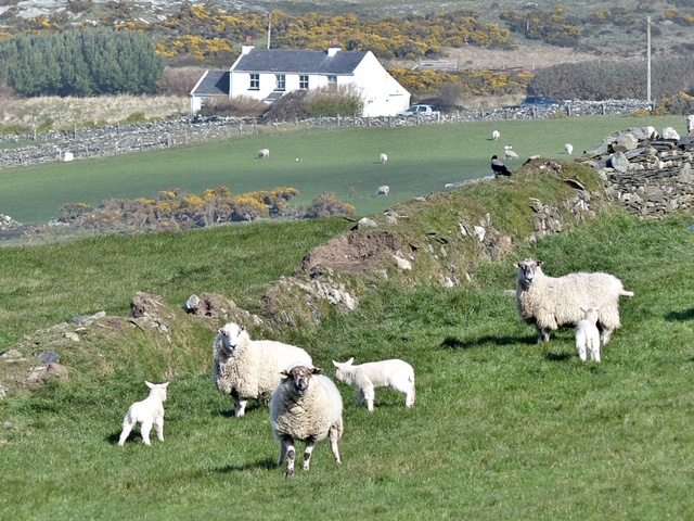 Everything we produce at Isle of Man Meats is 100% reared on the Island. We know all of our farmers personally, which underpins traceability and quality control that is exceptional by any standards, all the way from pasture to plate. 

#MakeSureItsManx #ShopLocal #LocalIsBest
