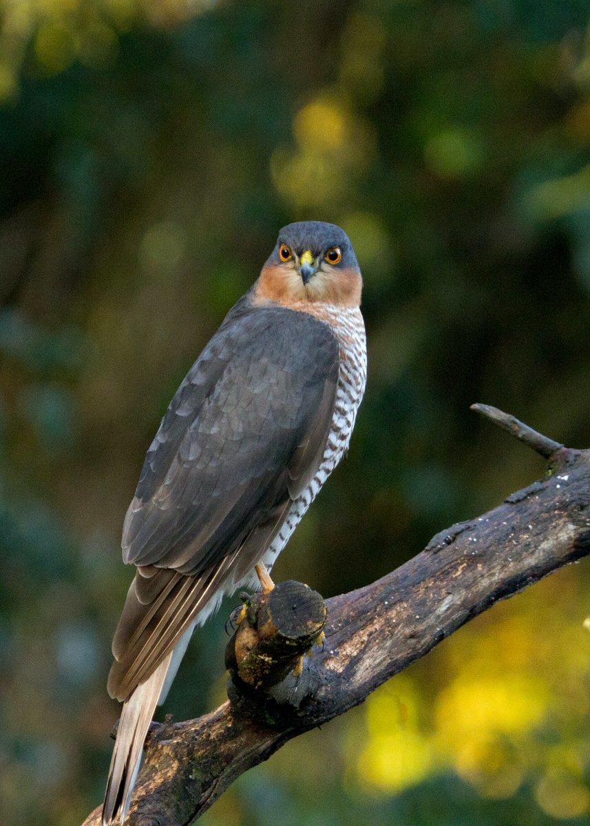HoopoeAdventure's tweet photo. #EurasianSparrowhawk #נץ_מצוי #birds https://t.co/DSDT0WEG7L