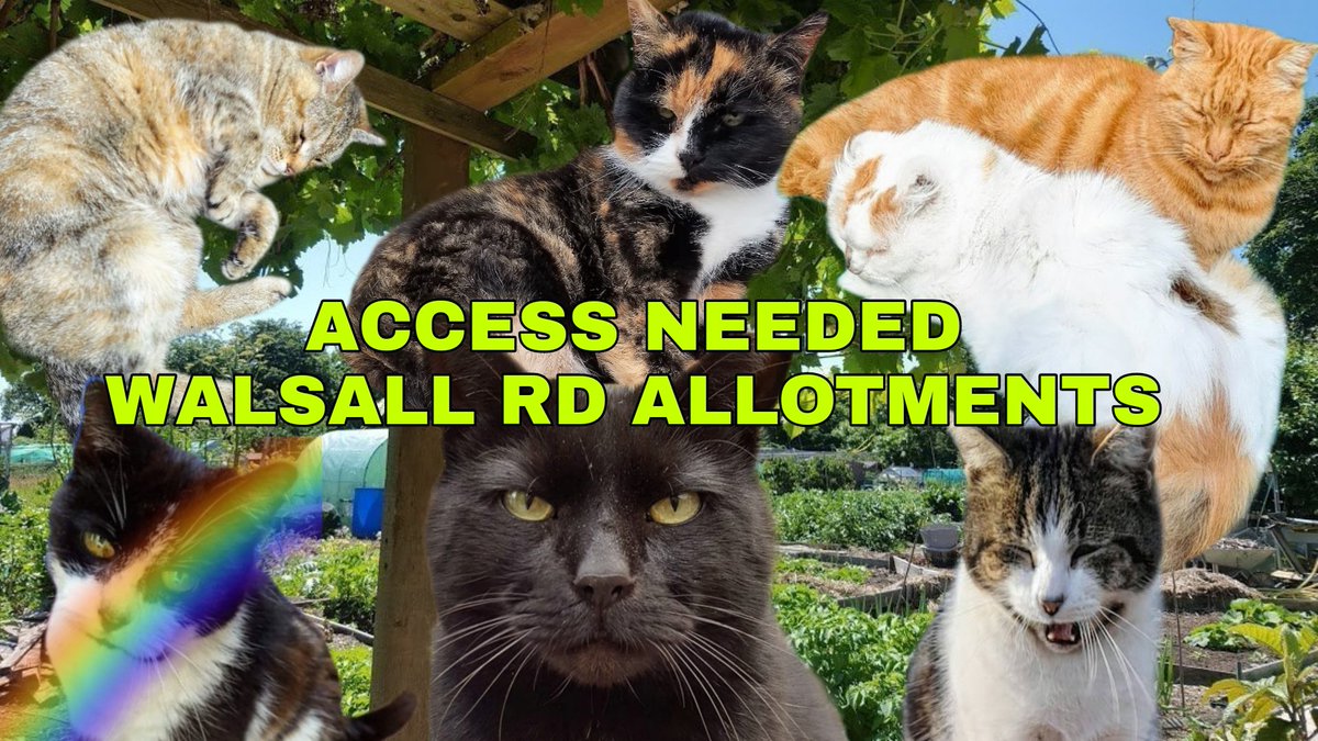 HoudiniMeow's tweet image. 🚨WALSALL RD ALLOTMENTS @AllotmentCat NEED YOUR HELP. Birmingham commonwealth games committee will close the road to these allotments. This means THESE KITTIES WON'T GET FED! 🚨 @BhamCityCouncil @BrumLeader @BrumLordMayor @brigidjones @GarySambrook89 @khalid4PB @birminghamcg22