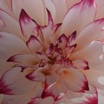 ツイートに含まれる画像