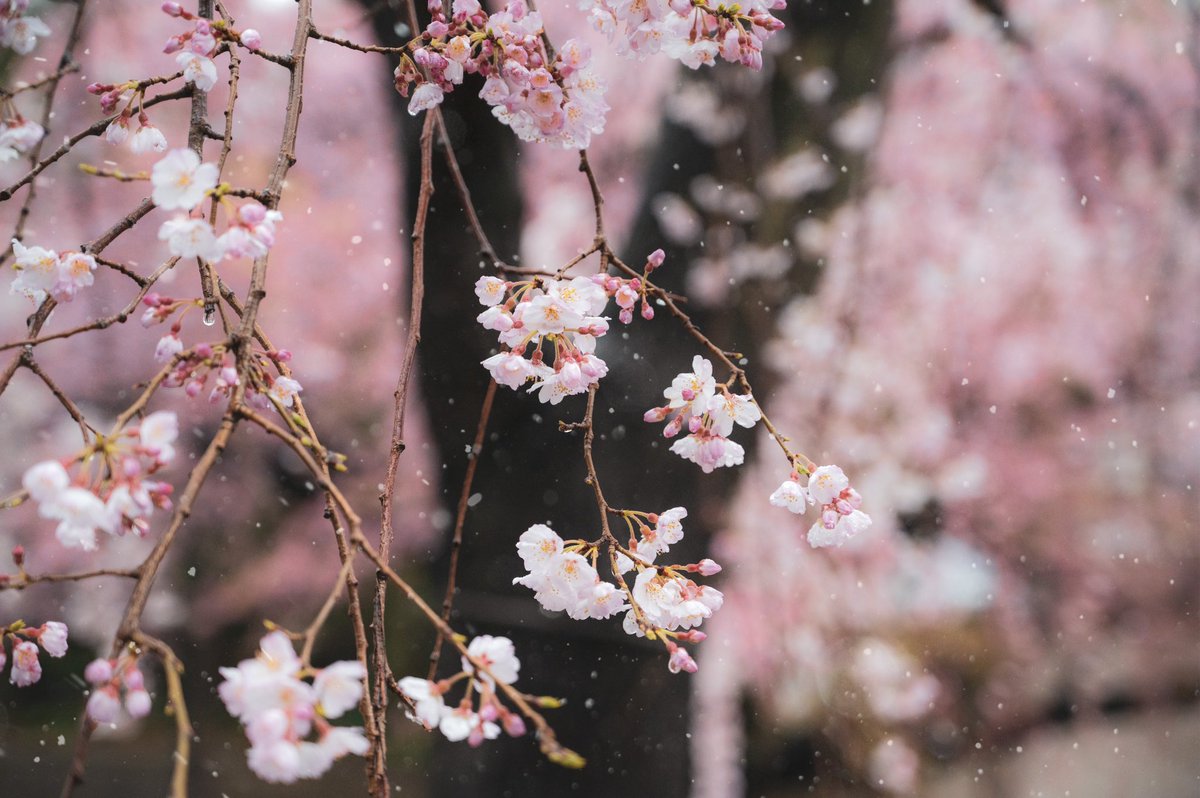 ai_photograph's tweet photo. 雪降る枝垂れ桜…🌸

#写真好きな人と繋がりたい 
#カメラ好きと繋がりたい https://t.co/Ltf3haqwIr