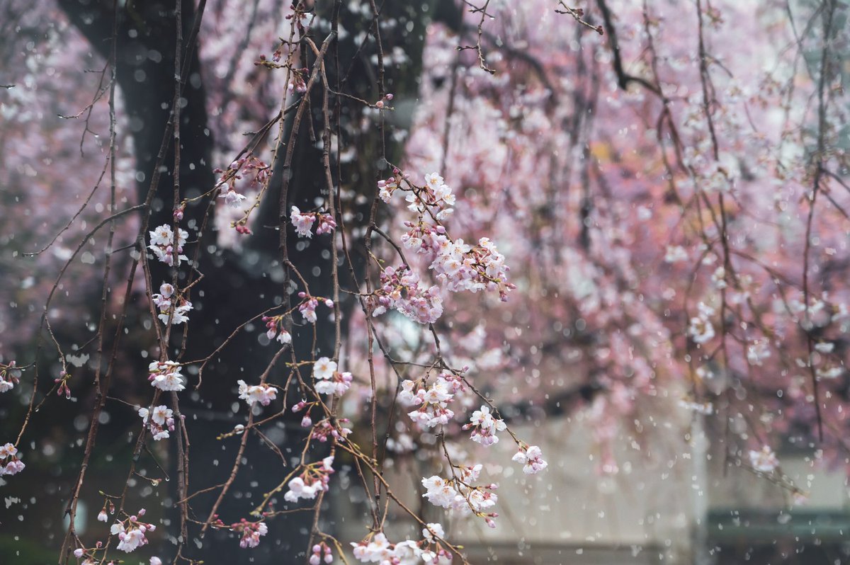 ai_photograph's tweet photo. 雪降る枝垂れ桜…🌸

#写真好きな人と繋がりたい 
#カメラ好きと繋がりたい https://t.co/Ltf3haqwIr
