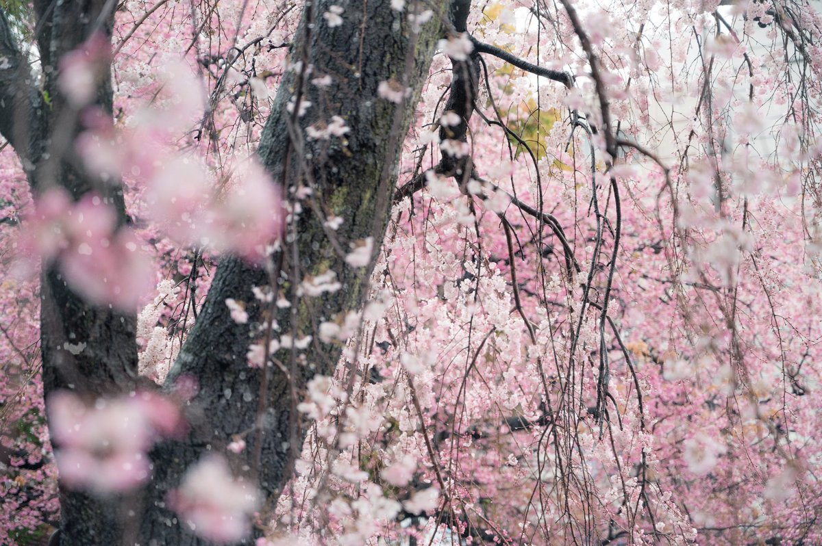 ai_photograph's tweet photo. 雪降る枝垂れ桜…🌸

#写真好きな人と繋がりたい 
#カメラ好きと繋がりたい https://t.co/Ltf3haqwIr