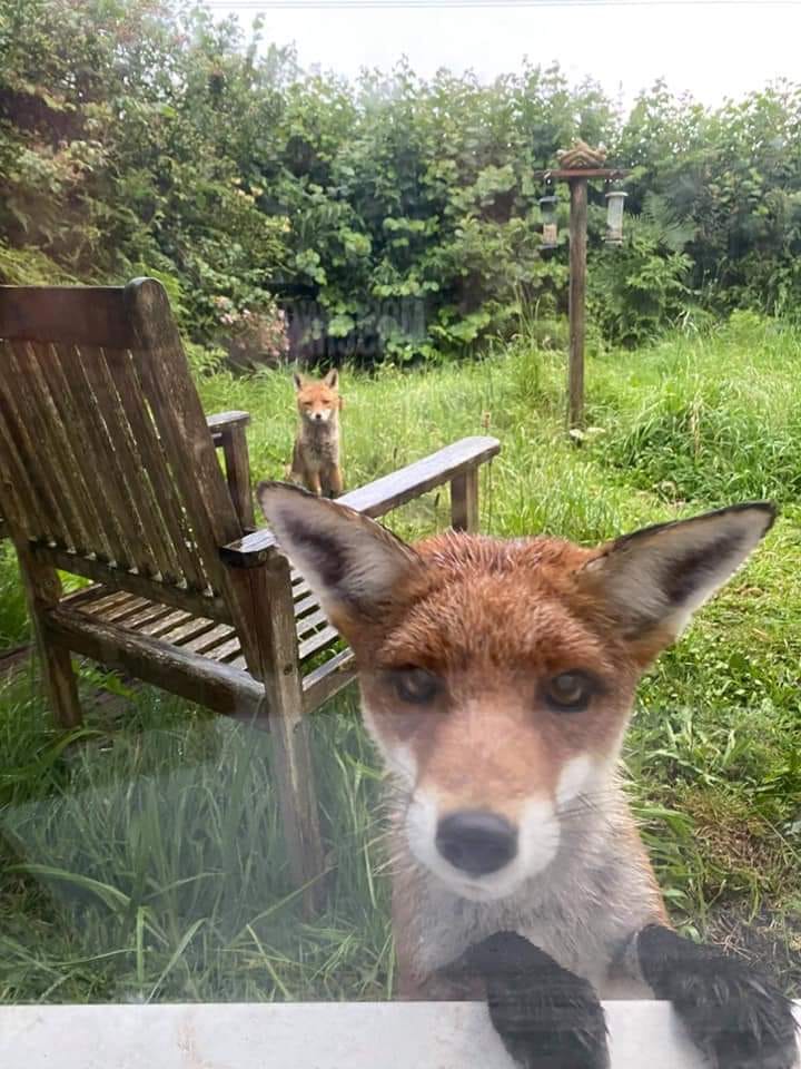 ProtectTheWild_'s tweet image. "Hey! Have you signed the petition to help protect us from the hunts? It's calling for major landowners to ban all "trail hunts" for good. SIGN HERE: keeptheban.uk/petition