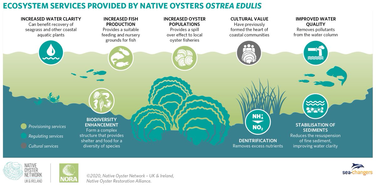 Happy #WorldWaterDay2022🌊#DYK the incredible #ecosystemservices provided by #nativeoysters to waters across the UK & Ireland? From increasing water clarity & quality to denitrification & #biodiversity enhancement, #oysters hold both economic & environmental importance for our💧!