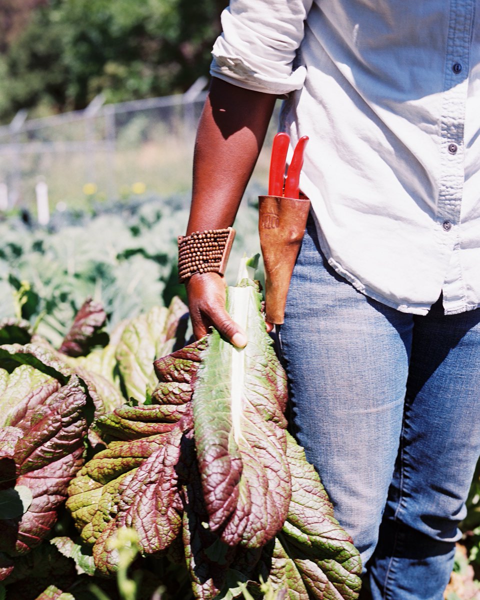 whetstoneradio's tweet image. Following the last ep of #SettingTheTable, @audiophilegirl speaks with three farmers who are taking on the legacy of Black farming their own way: Ashlee Johnson-Geisse of Brown Girl Farms, Kamal Bell of @SankofaFarms, and Olivia Watkins of Black Farmer Fund.

📷: @ankumamatatah