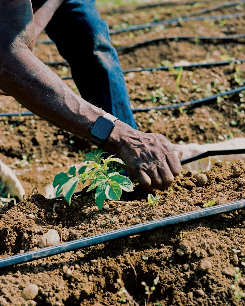 whetstoneradio's tweet image. Following the last ep of #SettingTheTable, @audiophilegirl speaks with three farmers who are taking on the legacy of Black farming their own way: Ashlee Johnson-Geisse of Brown Girl Farms, Kamal Bell of @SankofaFarms, and Olivia Watkins of Black Farmer Fund.

📷: @ankumamatatah