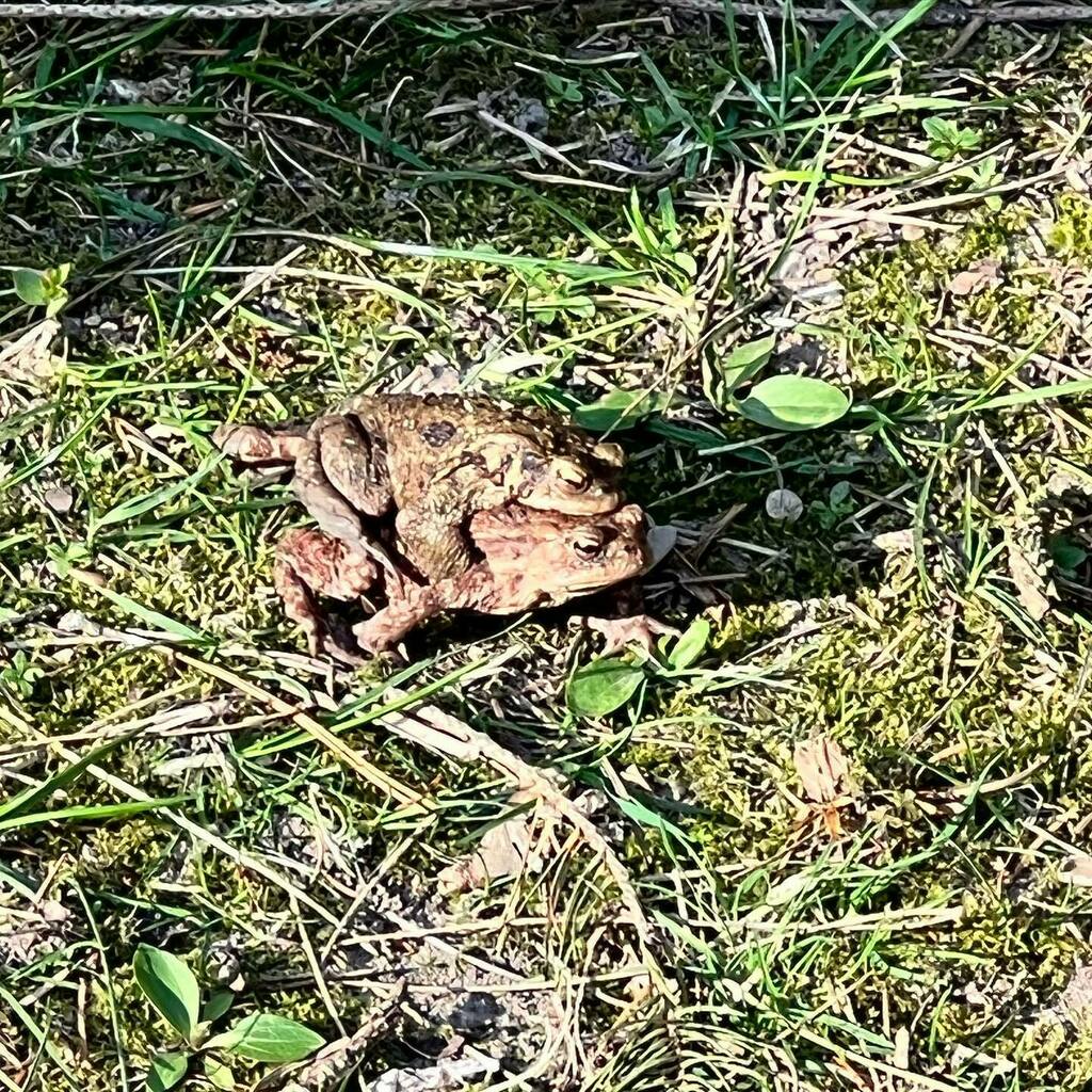 Wannes_B's tweet photo. Samen op #pad in @erperheide
Of is dit dan de #paddentrek? https://t.co/Zv2lAvTAtx