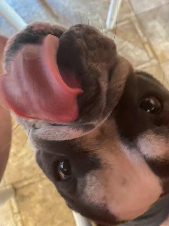 Tongue out Tuesday everyone 🐾🐾!!  Cpl. Humphrey. #ZSHQ