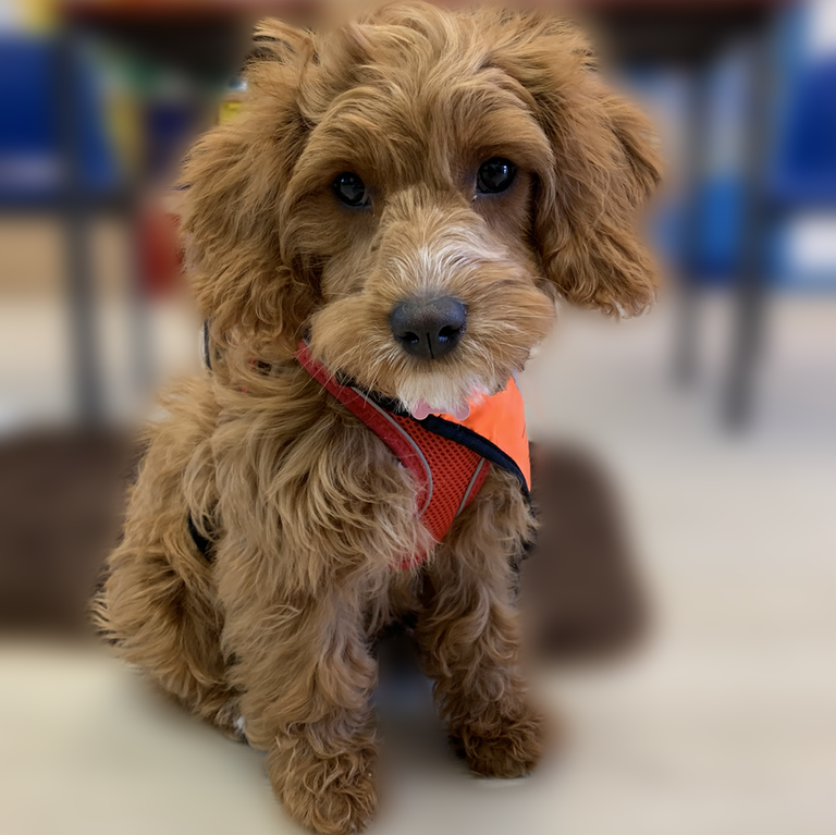 NManhattanUK's tweet photo. Join us on Wednesday 13th April and meet the #DogMentor!

Our guest speaker is Jenny Duckworth. Hear how her programme inspires and changes the lives of school communities.

Book now for this free event.
https://t.co/U0vyzN2h6R https://t.co/CaGNOdBis9