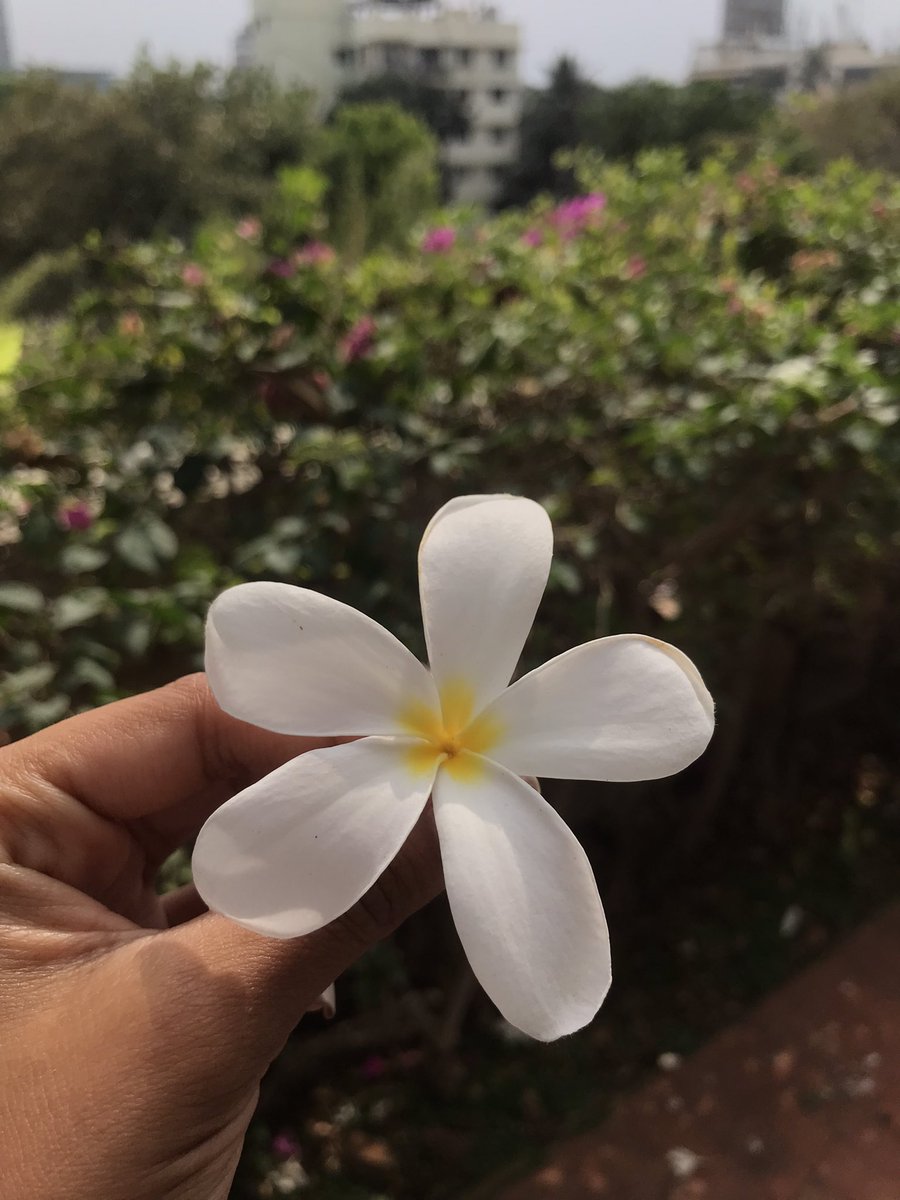 mariansequeira1's tweet photo. Beauty in everything. https://t.co/UuJeKGKZYA
