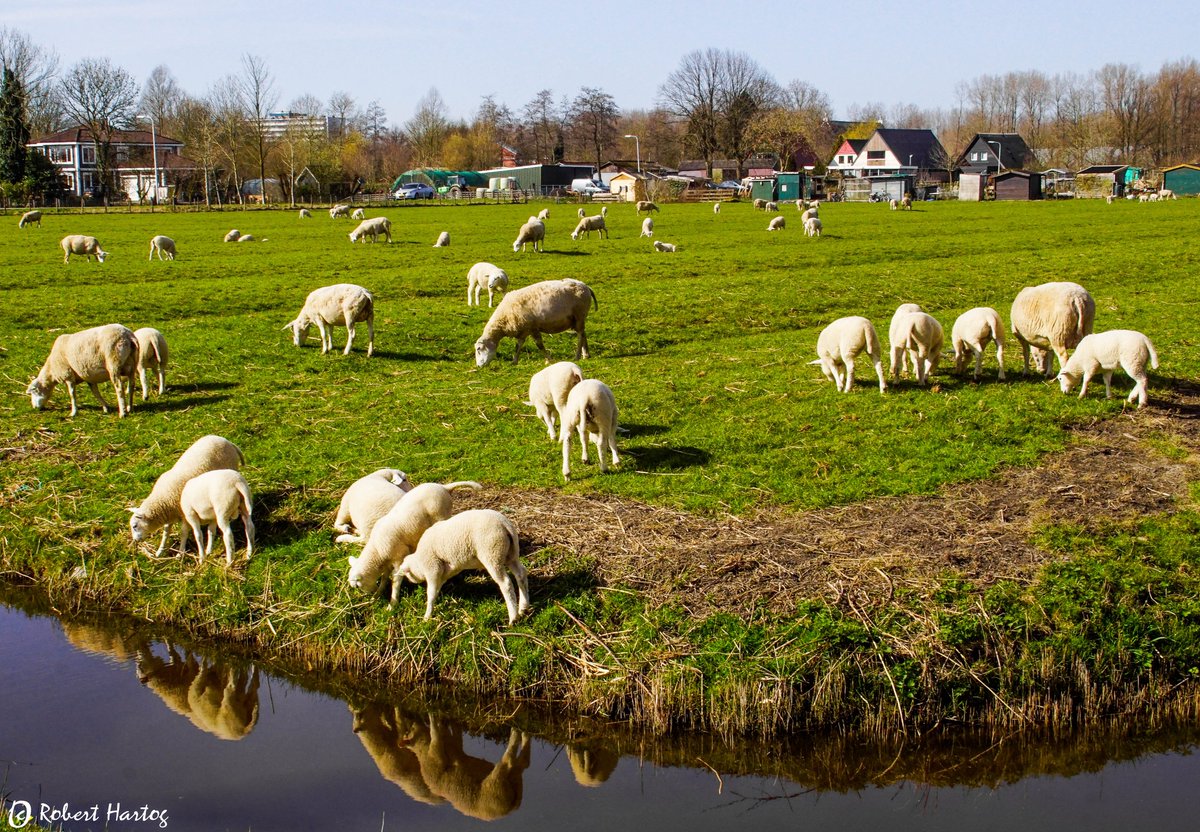 #Lente !
Vrolijke gezelligheid #Schaapjes #Lammetjes 
#Snakkerburen 
<a href="/nicolienkroon/">nicolienkroon</a> <a href="/WilliamHuizinga/">William Huizinga</a> <a href="/mrmiddendorp/">Maurice Middendorp</a> @weermanreinier <a href="/BuienRadarNL/">Buienradar</a> <a href="/marjondehond/">Marjon de Hond</a> @MarcdeJongRTL