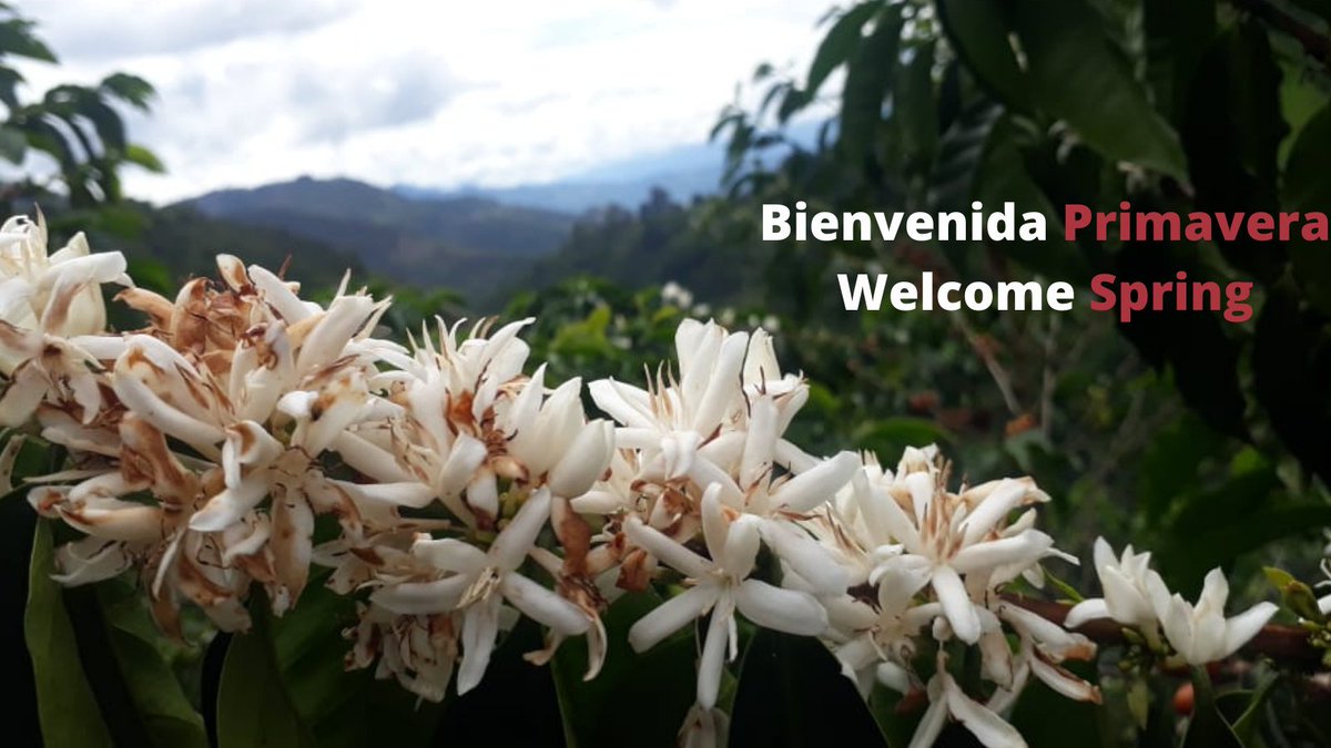 #Primavera #Spring #specialtycoffee #MareTerraCoffee