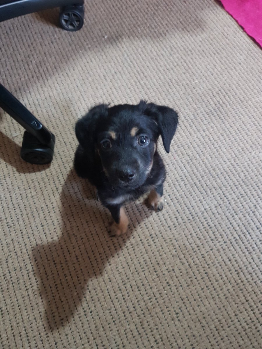 DemiLovesSummer's tweet photo. Welcome to the family little Benji 💛
@TwitchZassie and I are officially full time parents.. https://t.co/s11P2TeLdU