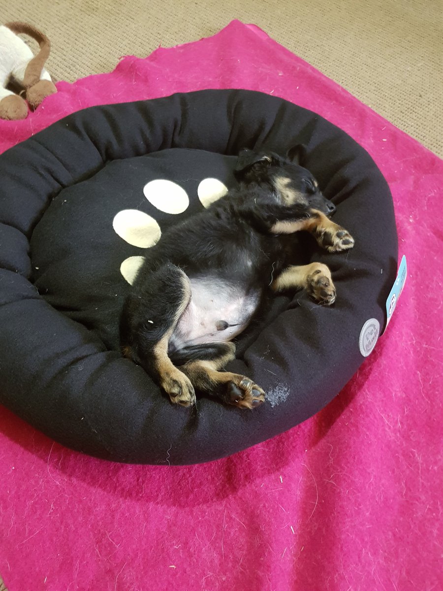 DemiLovesSummer's tweet photo. Welcome to the family little Benji 💛
@TwitchZassie and I are officially full time parents.. https://t.co/s11P2TeLdU