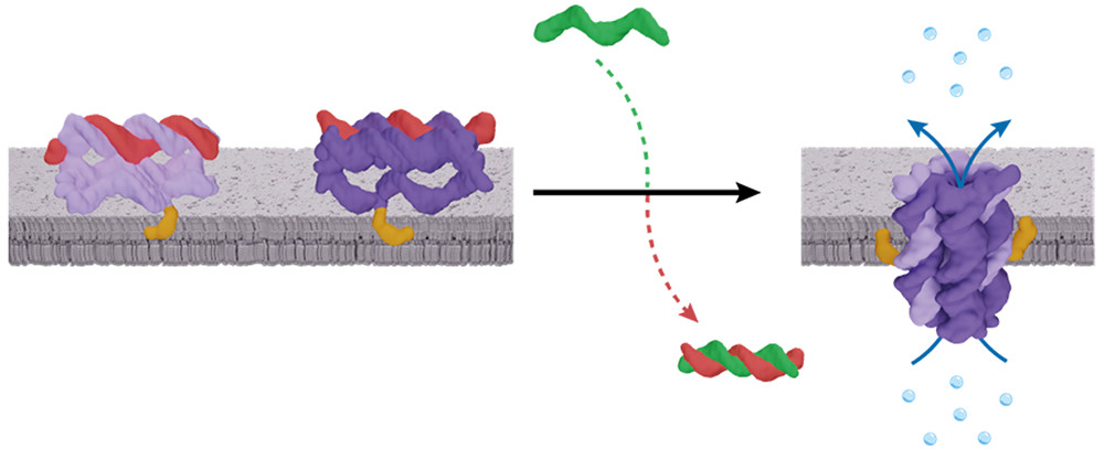 Biological pores assemble from membrane-tethered subunits. @ConorLanphere <a href="/howorka_lab/">HoworkaLab</a> <a href="/shozeb_haider/">Shozeb Haider</a> &amp; colleagues <a href="/UCLChemistry/">UCL Chemistry</a> <a href="/jkulinz/">JKU - Johannes Kepler Universität Linz</a> replicate this phenomenon using DNA nanotechnology to create a synthetic nanopore by triggered assembly. 

pubs.acs.org/doi/full/10.10…
<a href="/J_A_C_S/">J. Am. Chem. Soc.</a>